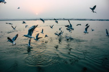 Varanasi Hindistan 14 Kasım 2018 Ganj Nehri üzerinde gündoğumu sırasında yeme deniz kuşları görünümünü
