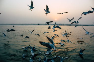 Varanasi Hindistan 14 Kasım 2018 Ganj Nehri üzerinde gündoğumu sırasında yeme deniz kuşları görünümünü