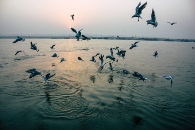 Varanasi Hindistan 14 Kasım 2018 Ganj Nehri üzerinde gündoğumu sırasında yeme deniz kuşları görünümünü