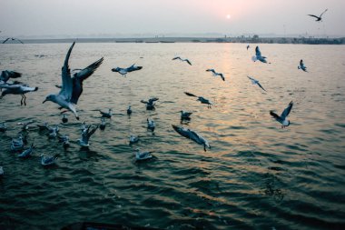 Varanasi Hindistan 14 Kasım 2018 Ganj Nehri üzerinde gündoğumu sırasında yeme deniz kuşları görünümünü