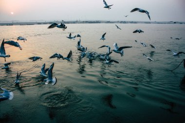Varanasi Hindistan 14 Kasım 2018 Ganj Nehri üzerinde gündoğumu sırasında yeme deniz kuşları görünümünü