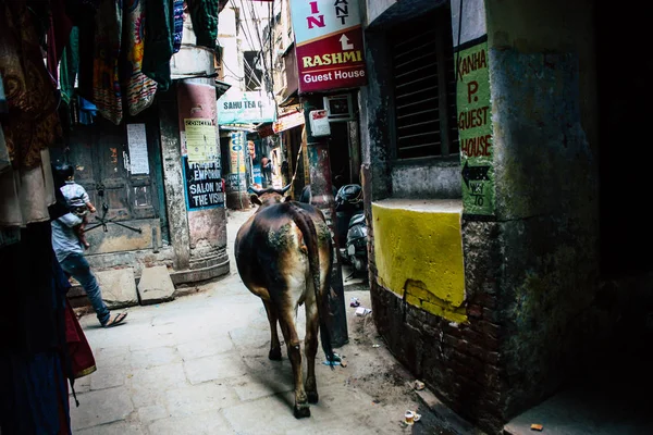 Varanasi Hindistan Kasım 2018 Görünümü Varanasi Sokaklarında Öğleden Sonra Yerli — Stok fotoğraf