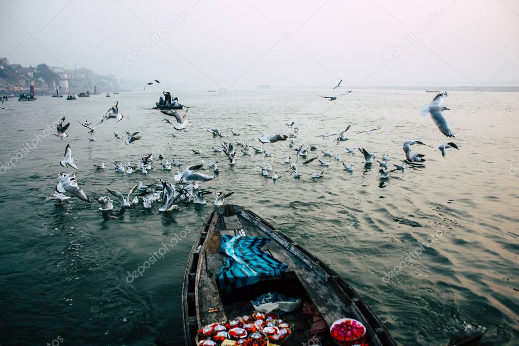 Varanasi India November 14, 2018 View of seabirds eating during the sunrise on the Ganges river