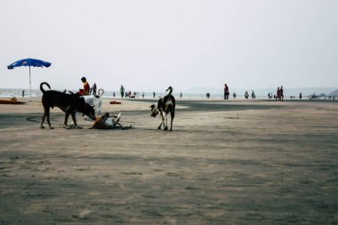 Arambol Goa Hindistan 24 Kasım 2018 Goa ziyaret ve öğleden sonra Arambol plaj üzerinde yürüme bilinmeyenli turist görünümünü