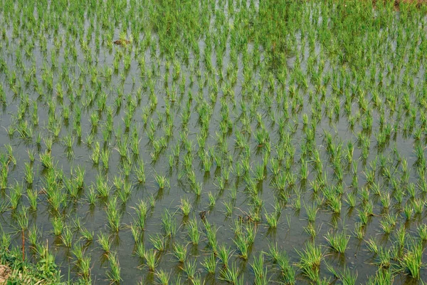 Paisaje Naturaleza Alrededor Hampi Karnataka Sur India —  Fotos de Stock