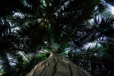 Güney Hindistan'da ormanda bir ağaç görünümü