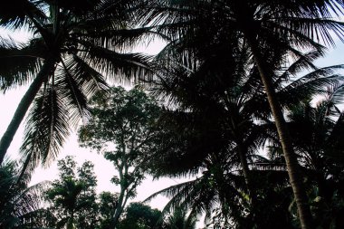 Güney Hindistan'da ormanda bir ağaç görünümü