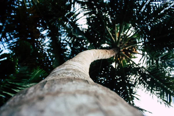 Vista Árbol Selva Sur India —  Fotos de Stock