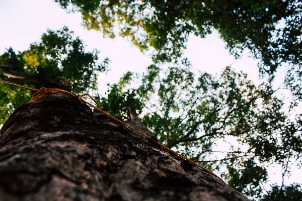 Blick Auf Einen Baum Dschungel Südindien — Stockfoto