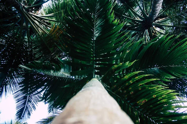 Vista Árbol Selva Sur India —  Fotos de Stock