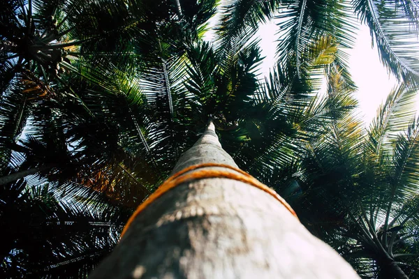 Vista Árbol Selva Sur India —  Fotos de Stock