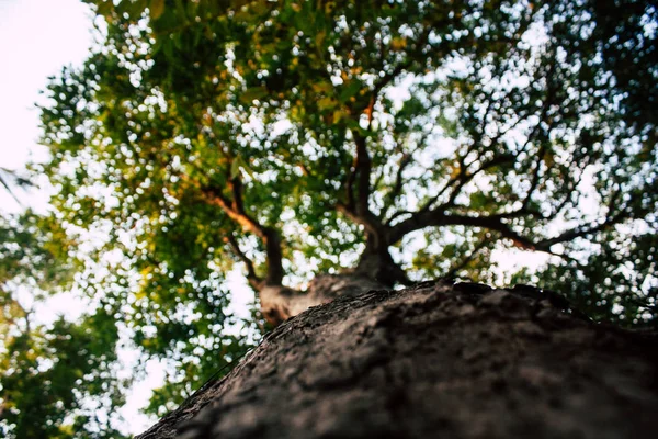 Blick Auf Einen Baum Dschungel Südindien — Stockfoto