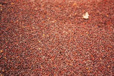 Gokarna Karnataka Hindistan 12 Şubat 2019 geleneksel Hint baharat farklı bir Closeup satılan Gokarna şehrin ana yol öğleden sonra bulunan bir dükkanda