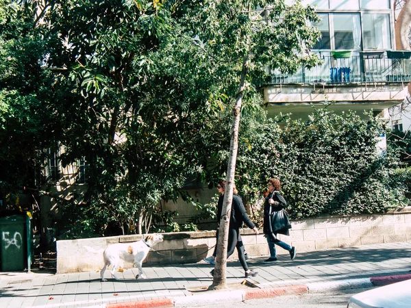 Tel Aviv Israel Febrero 2019 Vista Personas Israelíes Desconocidas Caminando —  Fotos de Stock