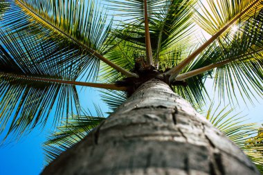 Hindistan'ın renkleri