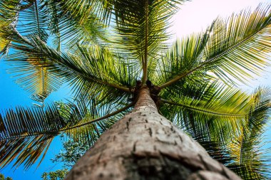 Hindistan'ın renkleri