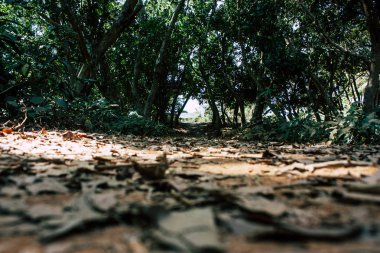 Hindistan'ın renkleri