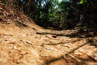 Hindistan'ın renkleri