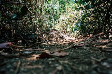 Hindistan'ın renkleri