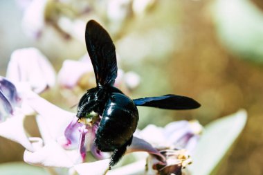 Hindistan'ın renkleri