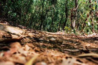 Hindistan'ın renkleri