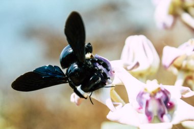 Hindistan'ın renkleri