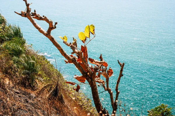 Hindistan'ın renkleri