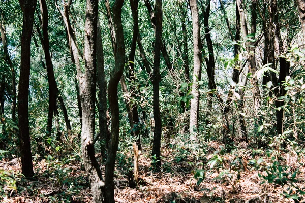 Cores da Índia — Fotografia de Stock