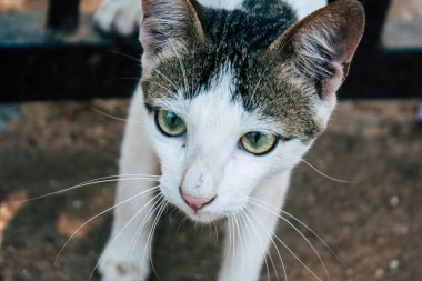 Hindistan'ın renkleri