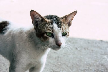 Hindistan'ın renkleri