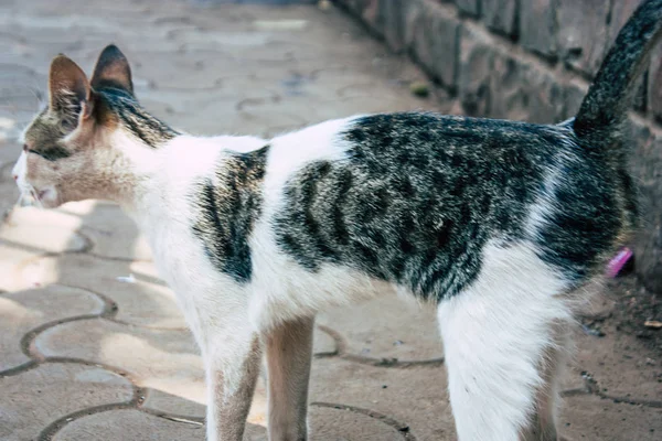 Színek, India — Stock Fotó