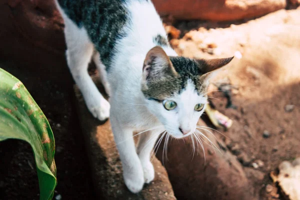 Színek, India — Stock Fotó