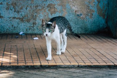 Hindistan'ın renkleri