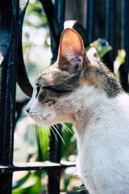 Hindistan'ın renkleri