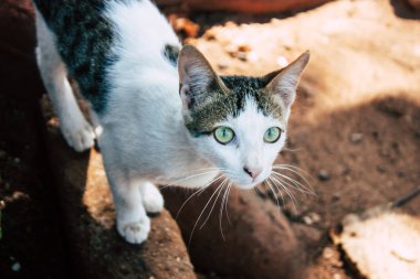 Hindistan'ın renkleri