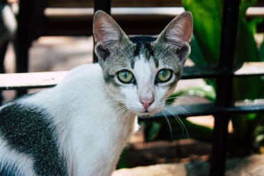 Hindistan'ın renkleri