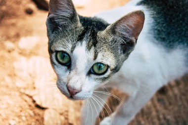 Hindistan'ın renkleri