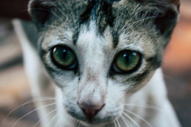 Hindistan'ın renkleri