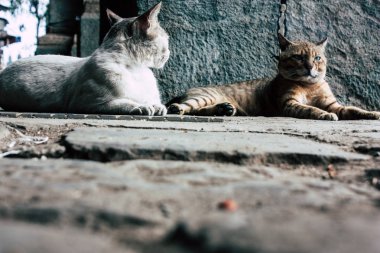 Hindistan'ın renkleri