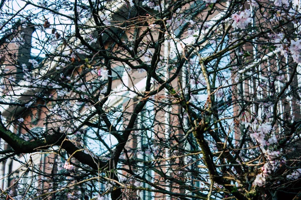 Hollanda'nın renkleri