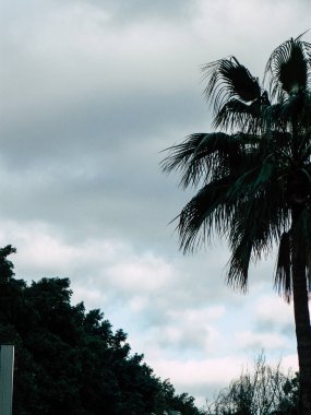 İsrail 'in Renkleri