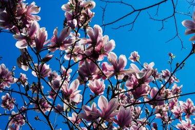 Hollanda'nın renkleri