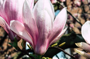 Hollanda'nın renkleri