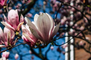 Hollanda'nın renkleri