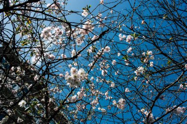 Hollanda'nın renkleri