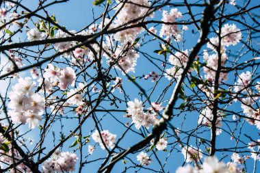 Hollanda'nın renkleri