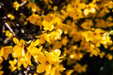 Hollanda'nın renkleri