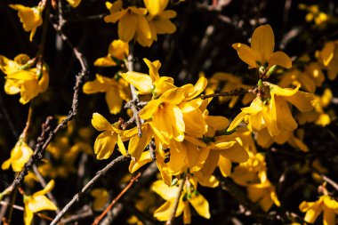 Hollanda'nın renkleri