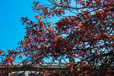 Hollanda'nın renkleri