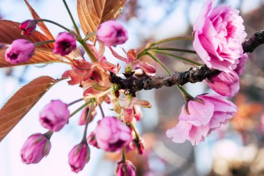 Hollanda'nın renkleri